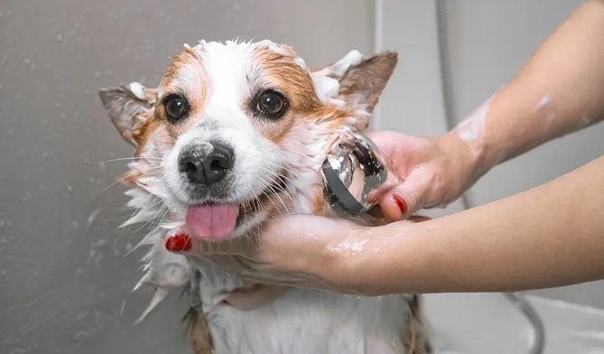 Your Pet Store Is Missing This Revenue-Generating Game-Changer!