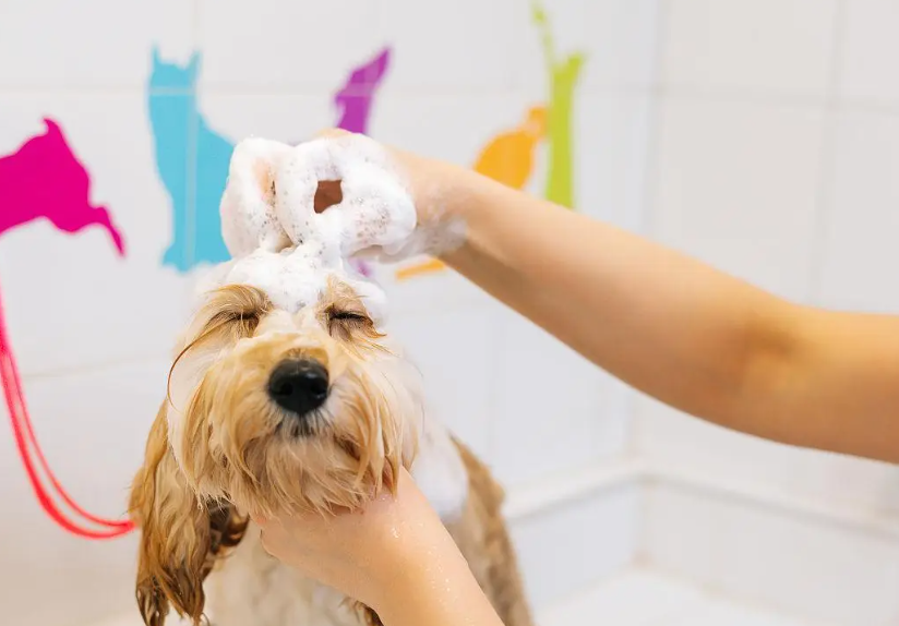 When Does My Dog Need a Bath? How Often Should Dogs Be Bathed?