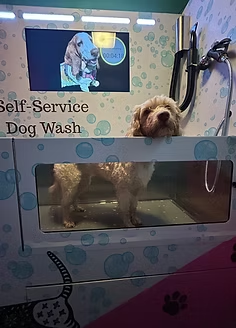 Discover How a WEIMI Self Service Dog Washing Machine in UK Improved Pucci Treats for Dog Owners and Businesses