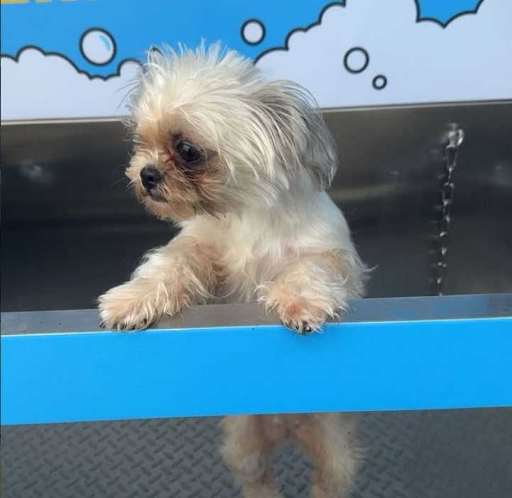 Not Everyone is Cut Out for This: Who Should Avoid the Self-Service Dog Wash Business in 2026?