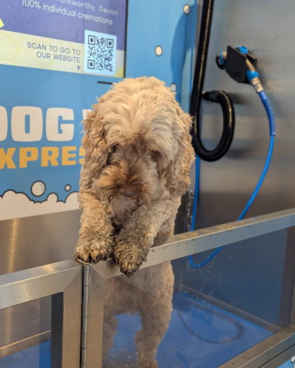 What is the Self-Service Dog Wash Machine ? What is the Self-Service Dog Wash Station ? What Is the Difference Between Them?