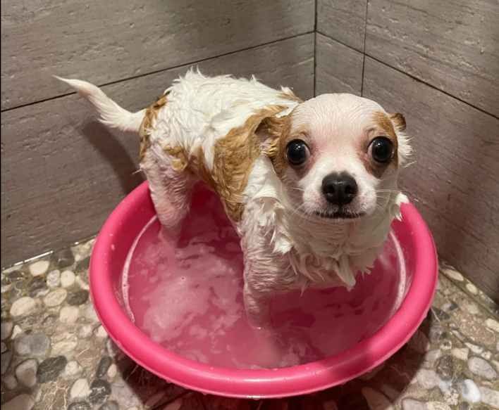 Bathe a Small Puppy