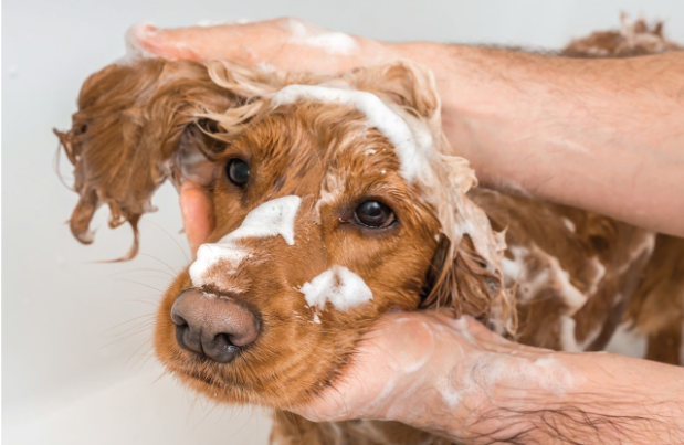 Seasonal Dog Bathing Guide: How Often to Wash Your Dog in Summer vs Winter