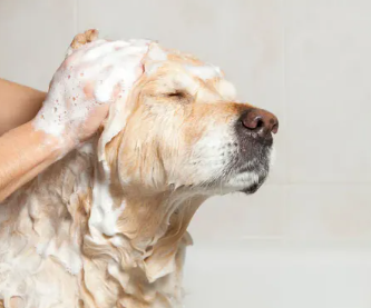 Is Dog Wash Safe for Puppies? A Complete Safety Guide