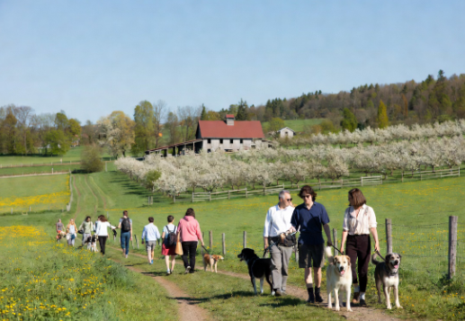 Sunny pet-friendly agritourism farm with visitors walking their dogs along orchard paths, enjoying the beautiful countryside scenery and nature experience.