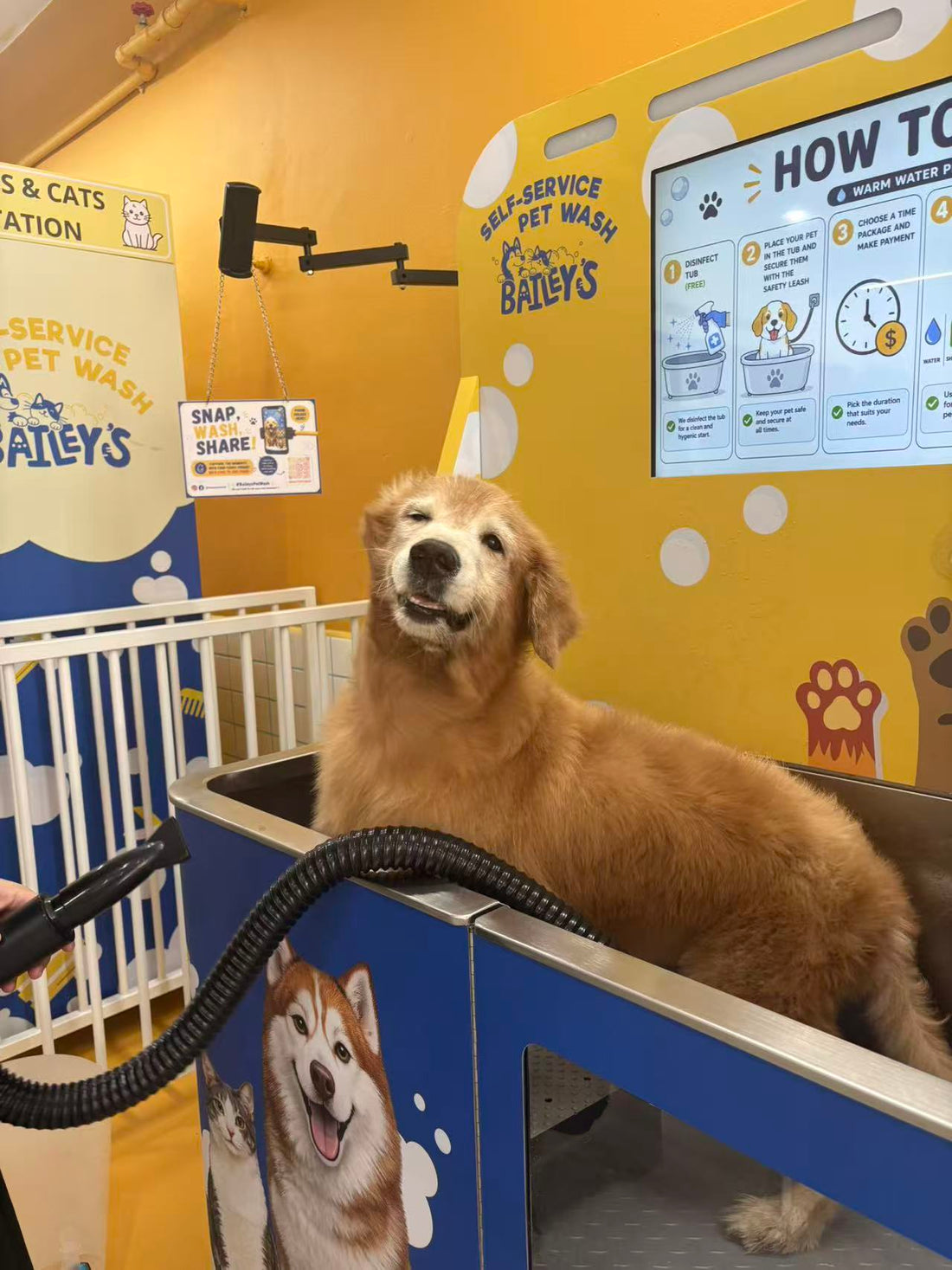  Self-Service Dog Wash Machines Are Disrupting Malaysia