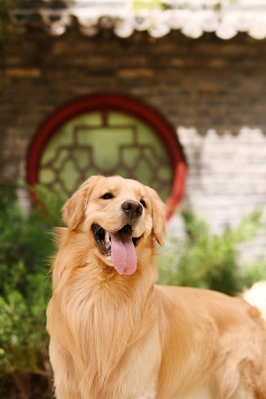 Why Double-Coated Dogs Should Never Be Shaved — The Coat Structure and De-Shedding Logic Every Pet Grooming Business Must Understand