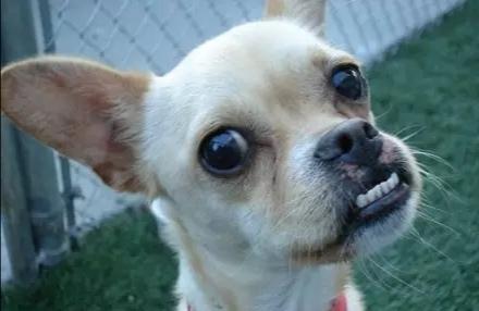a dog with a canine underbite